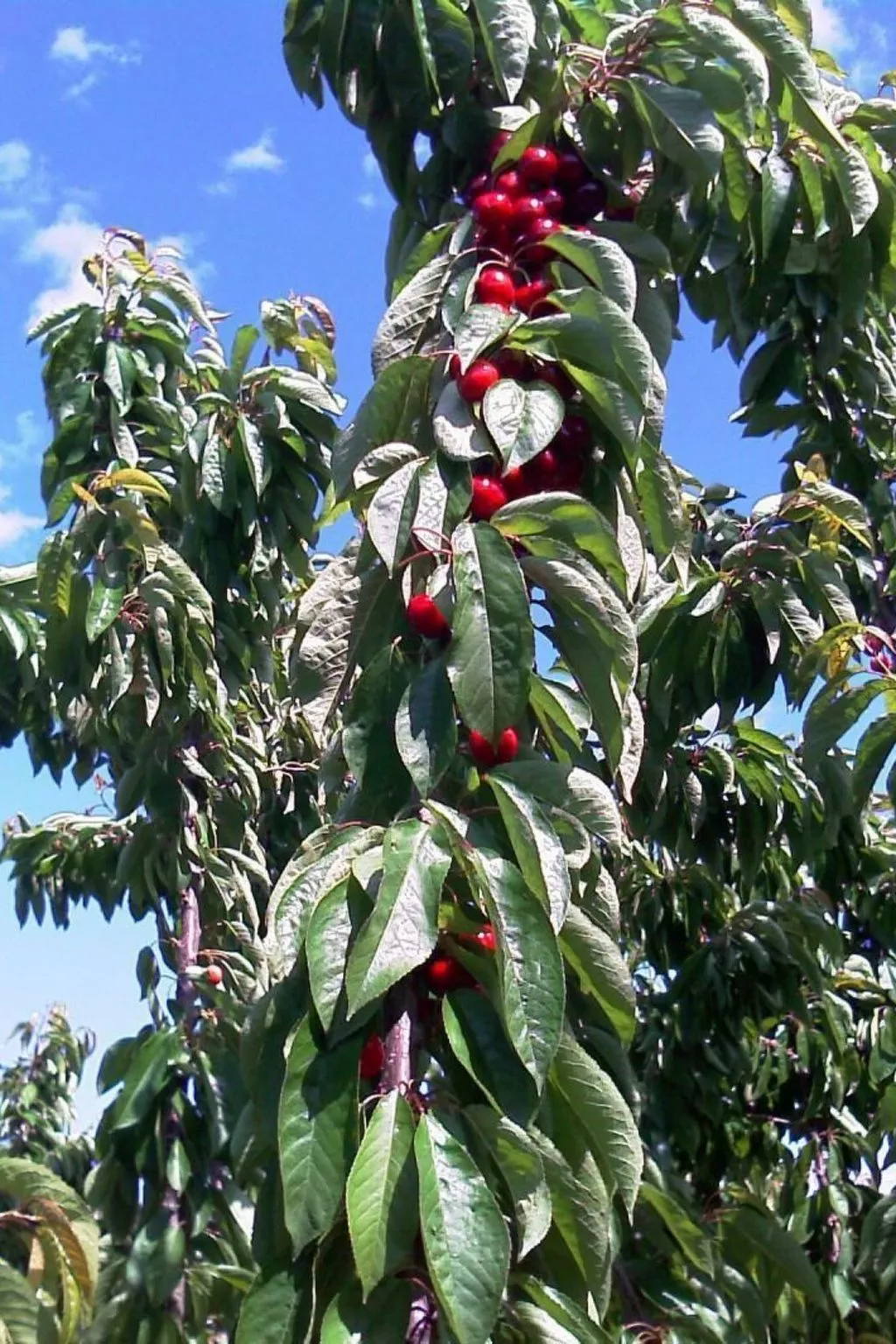 El Mirador del Soto-Buiten