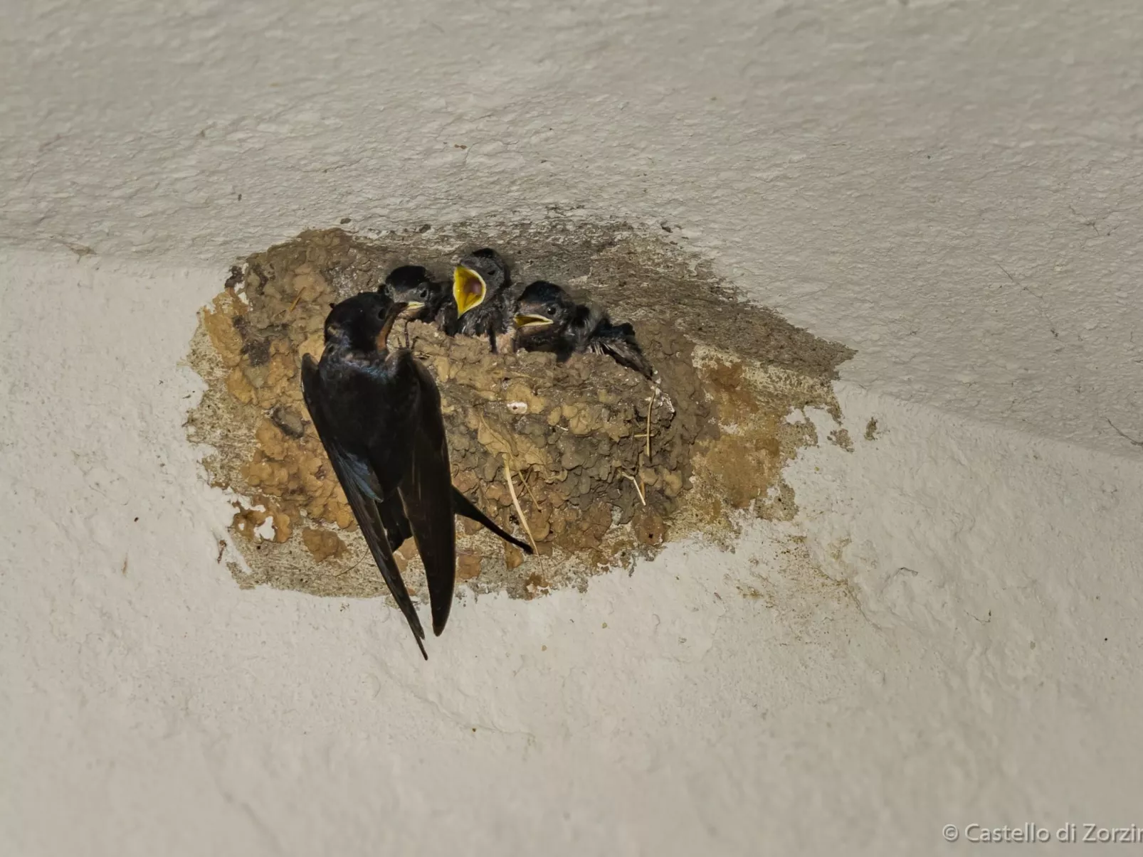 Historisches Haus mit Seeblick-Image-tags.info