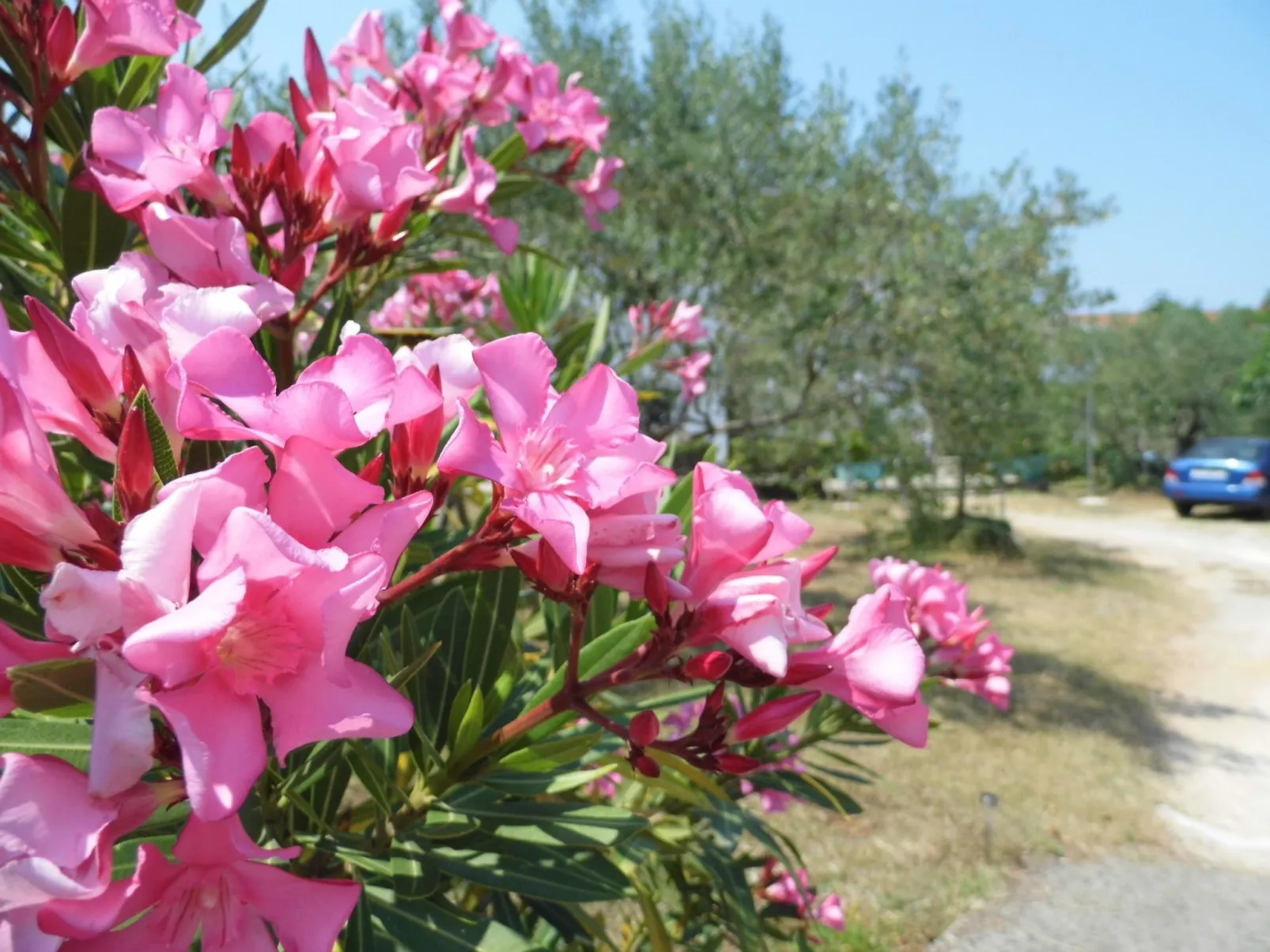 Schöne, gemütliche Ferienwohnung "Mira B" mit Garten-Buiten