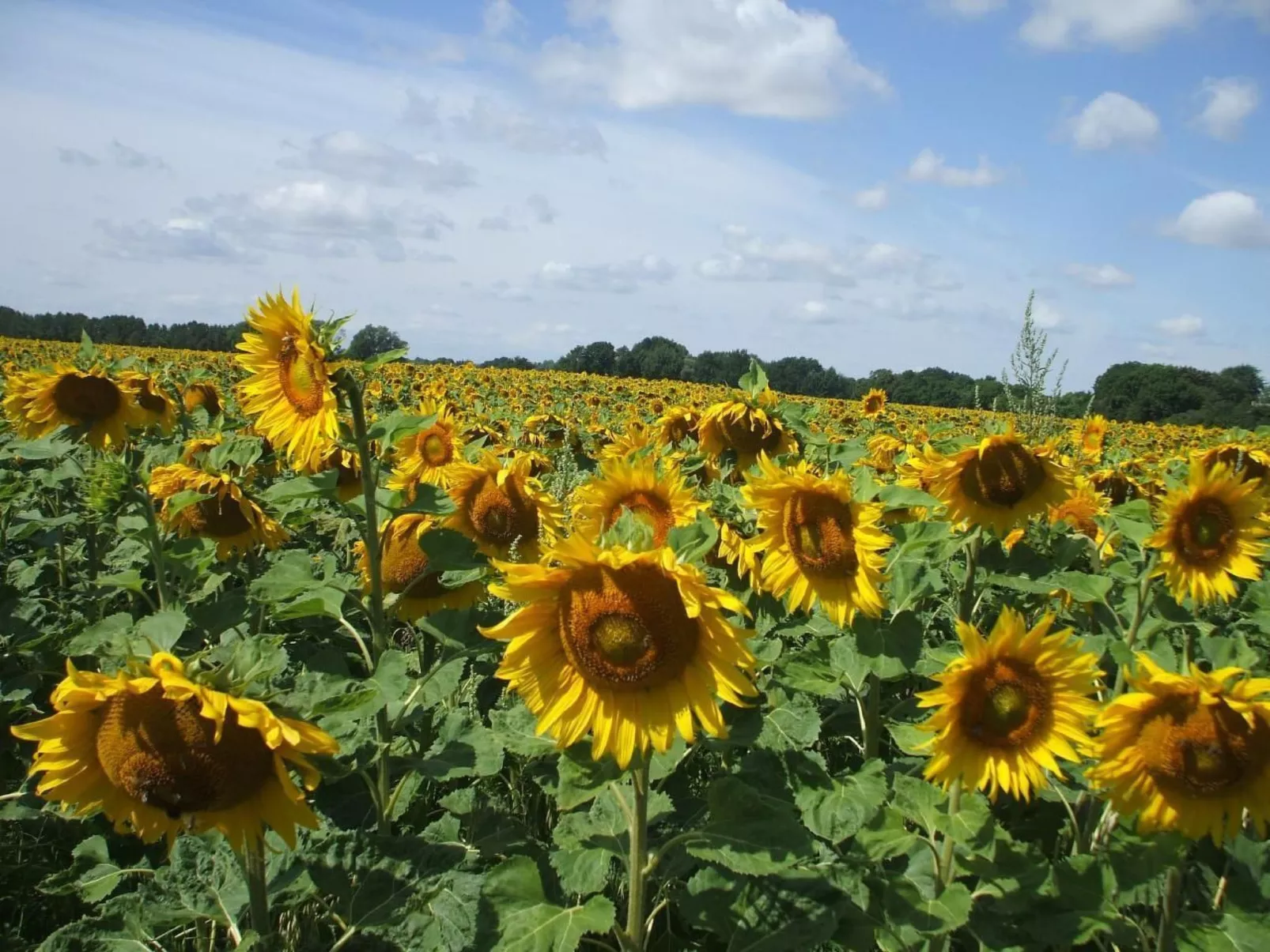 Oderhäuschen-Image-tags.info