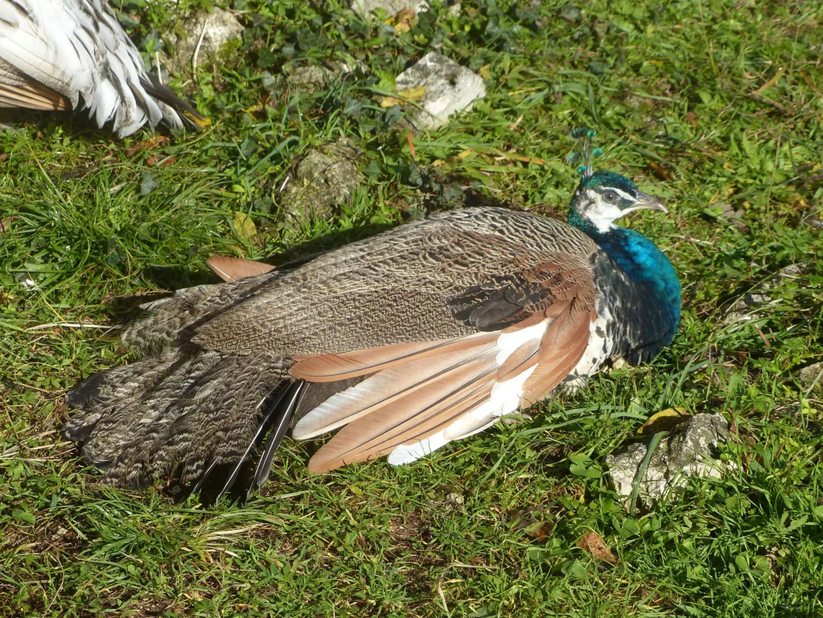 La Ferme des Paons-Image-tags.info