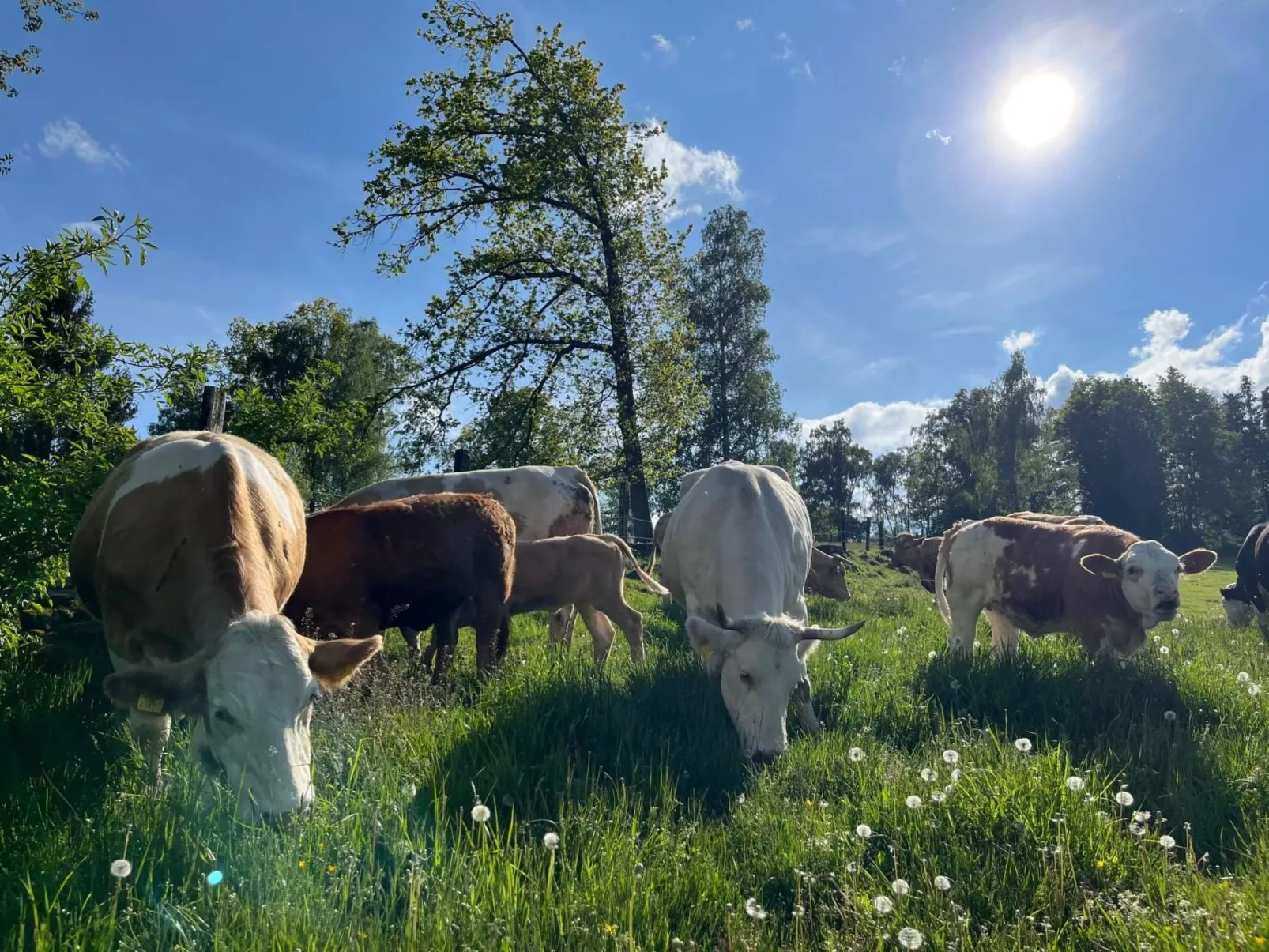 Wandlhof Ferienwohng-Buiten