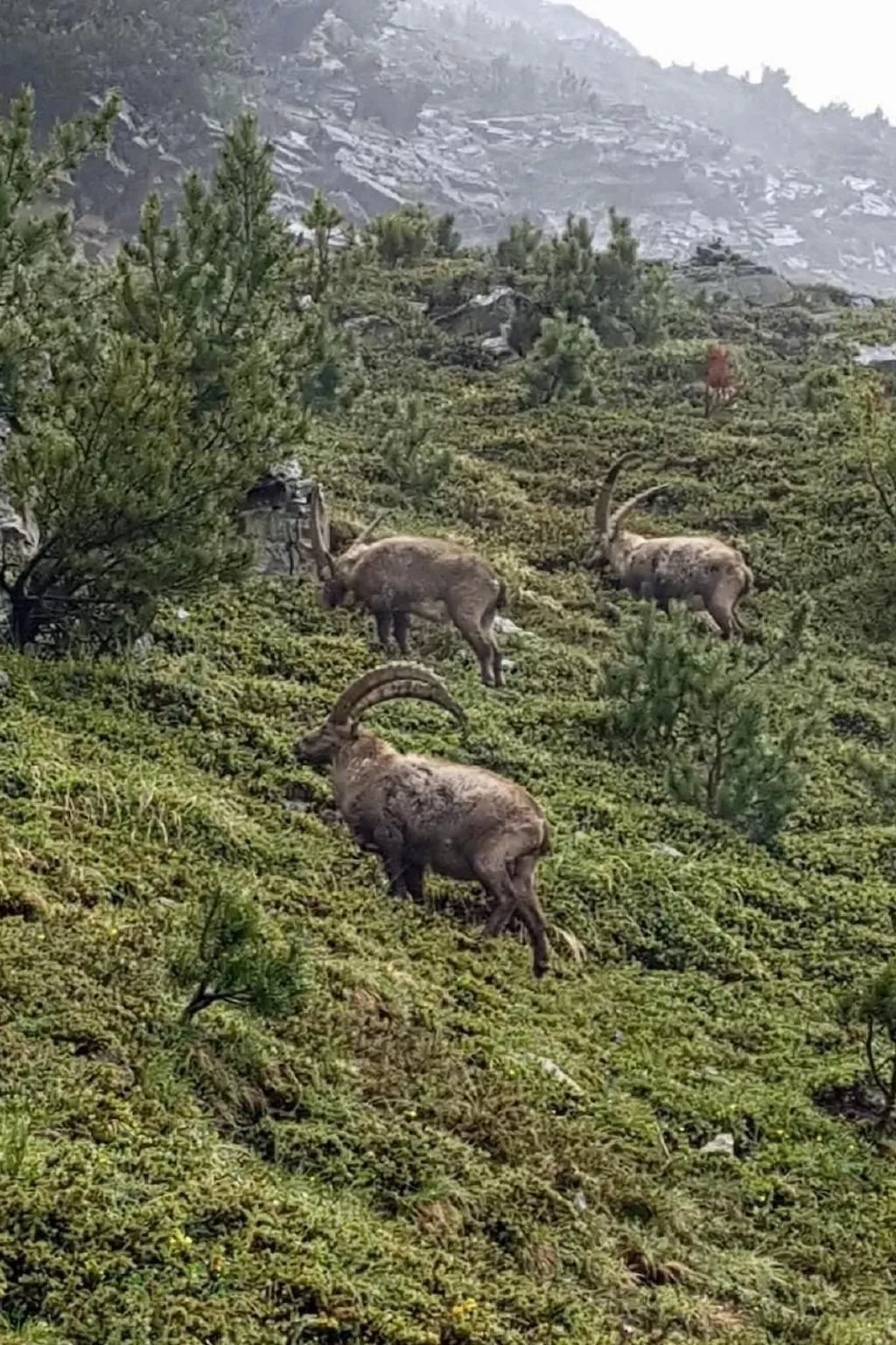 Chesa Robbi S-chanf-Buiten