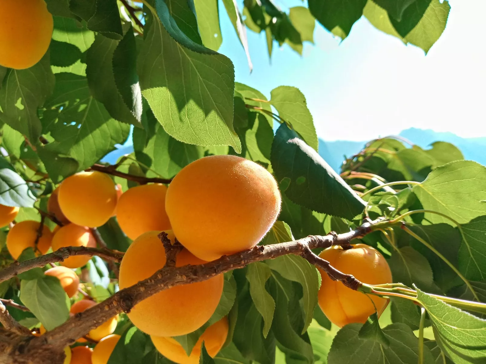 Herbst in Abtenau-Buiten
