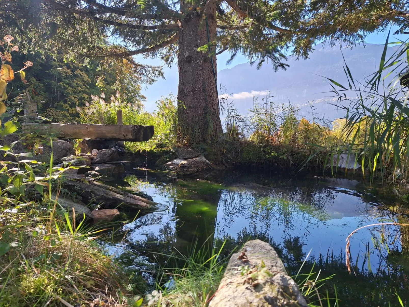 Rauft-Image-tags.info