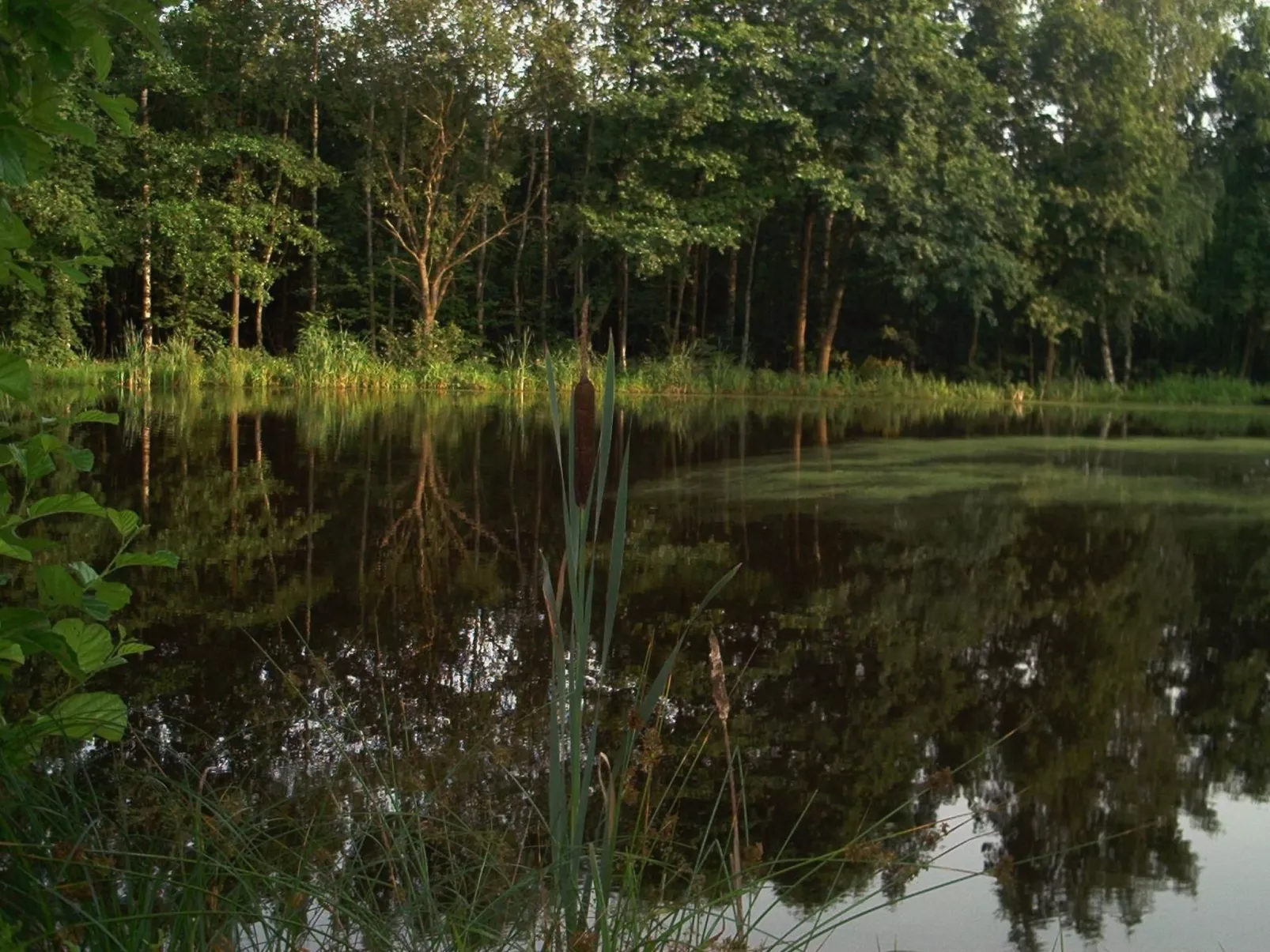 Fewo Stricker 31-Buiten