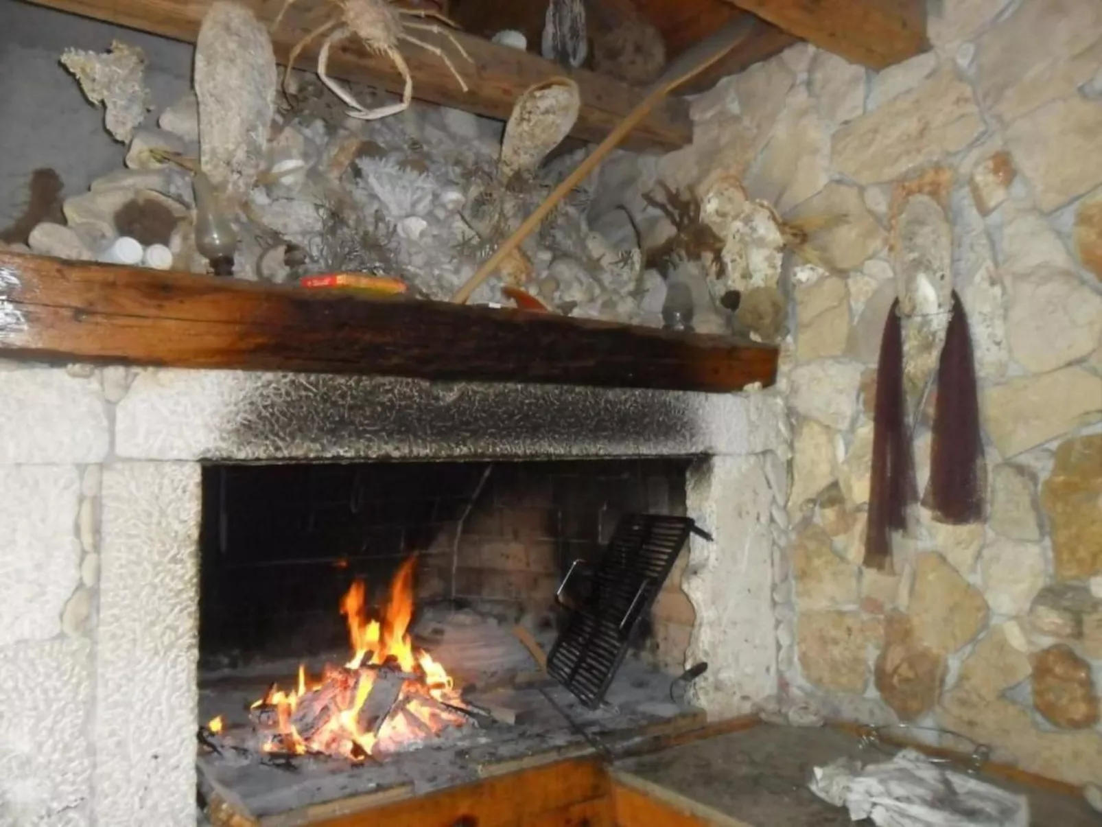 Delfin mit Meerblick - Agentur TA Leut-Buiten