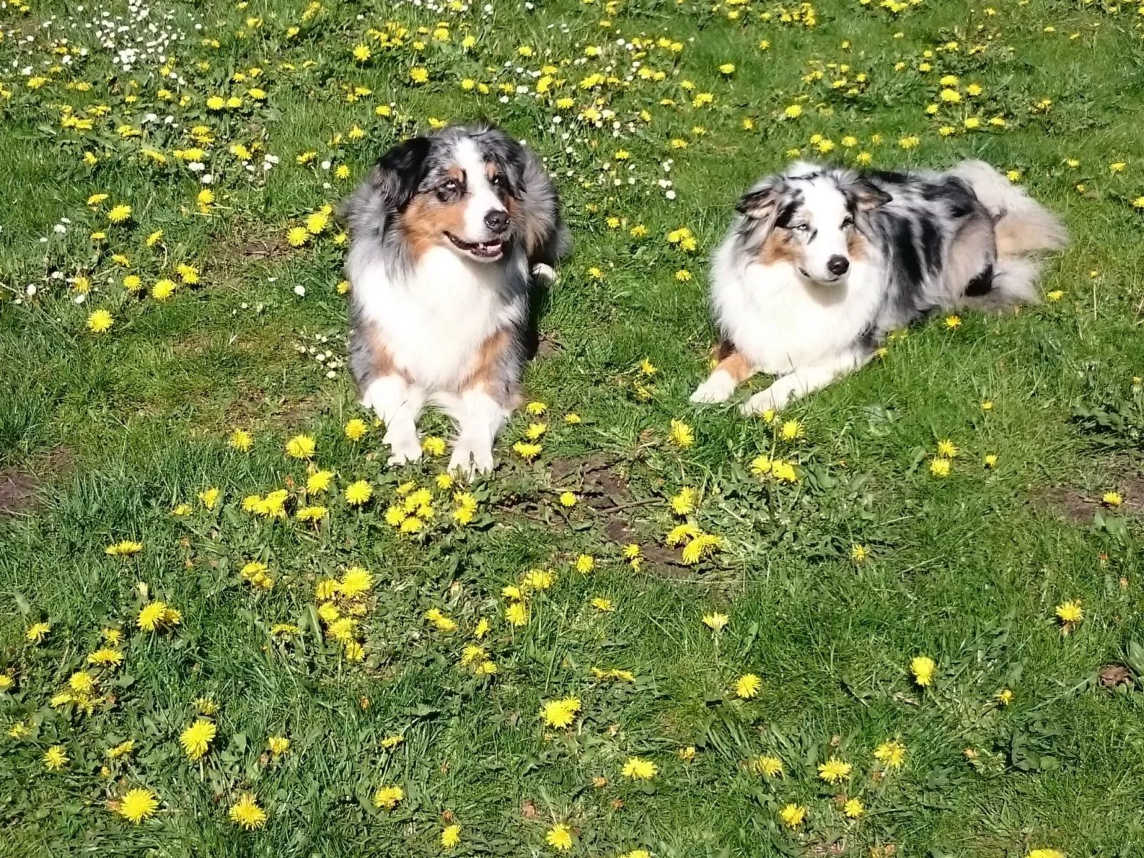 FeWo Star unten-Image-tags.info