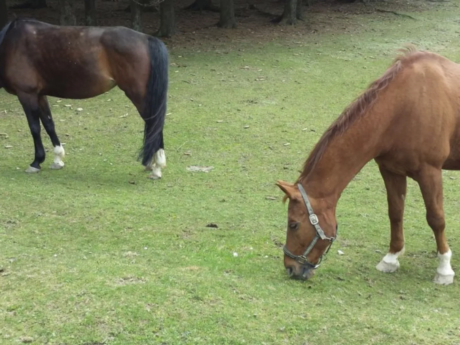 Bayernwald Idyll-Image-tags.info
