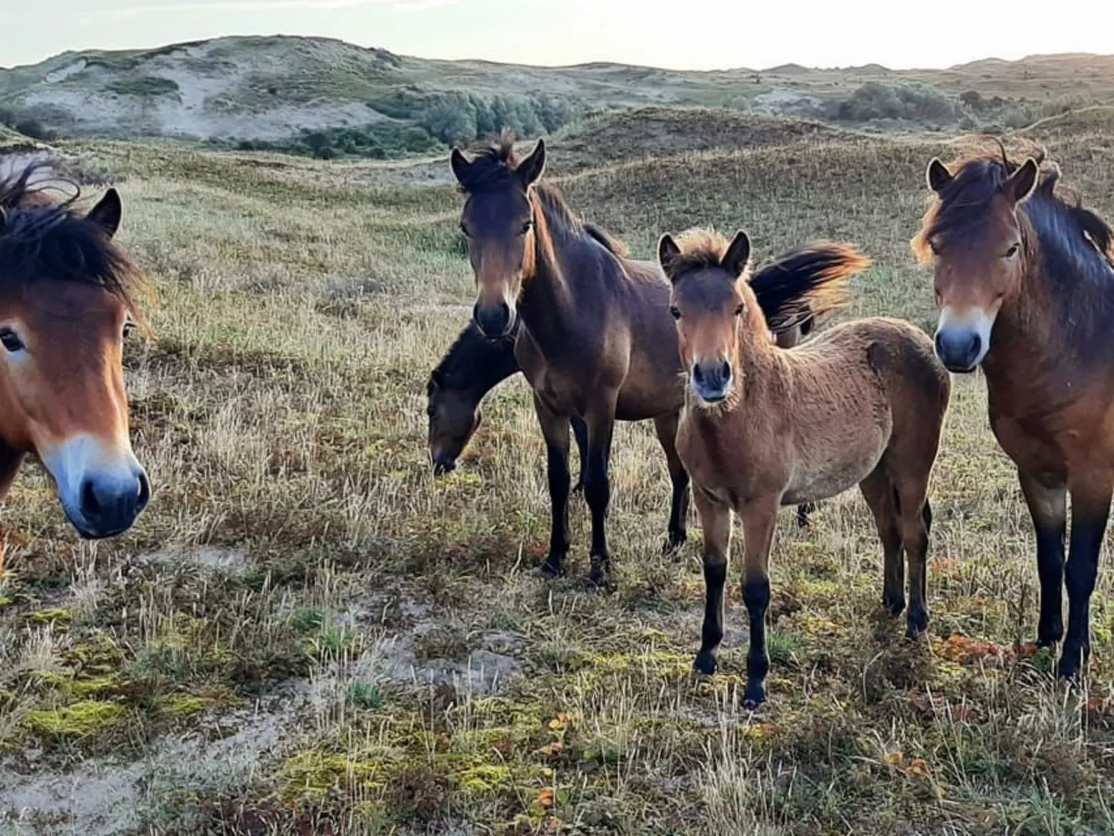 Sommerhaus "De Zeester"-Image-tags.info