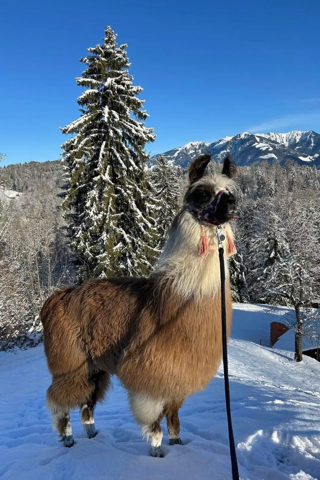Holzhaus auf Lamahof-Image-tags.info