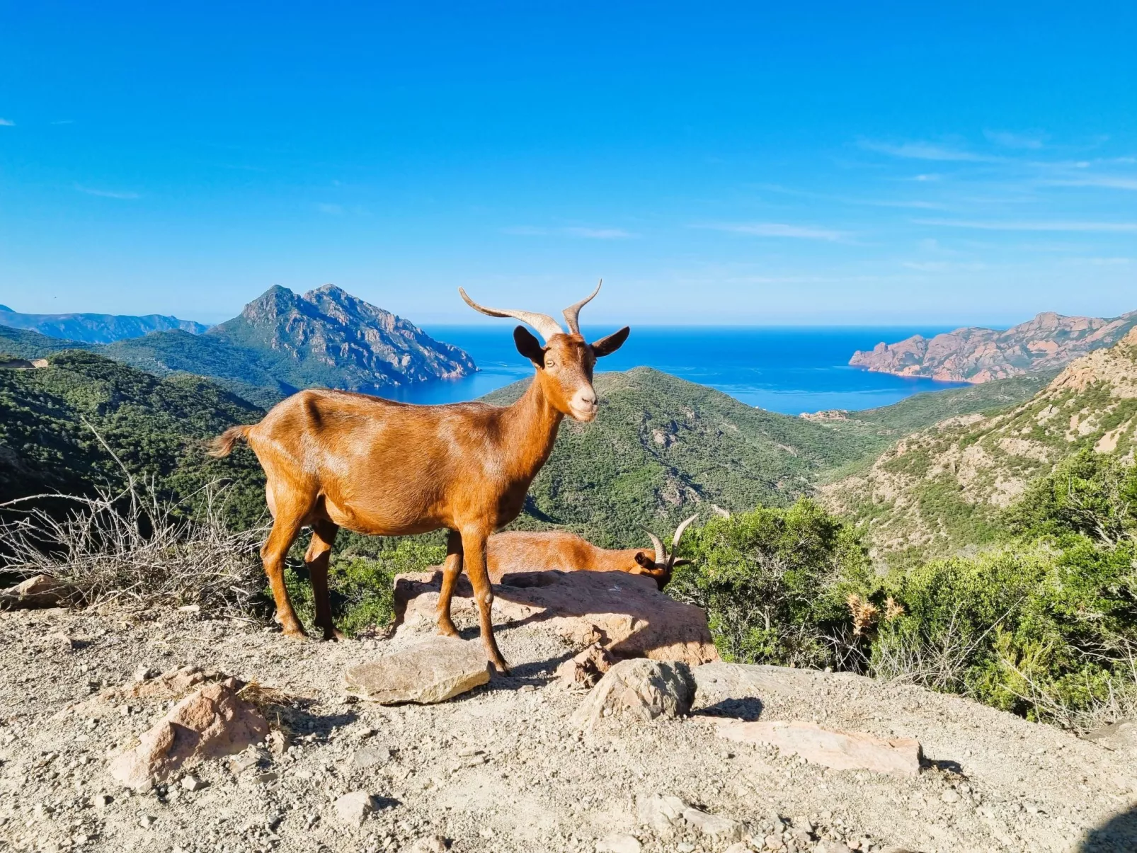Calvi "Eden Paradisu"-Buiten