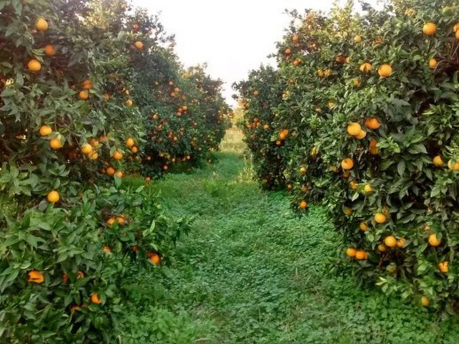 Neben Orangenbaum-Obstgarten-Buiten