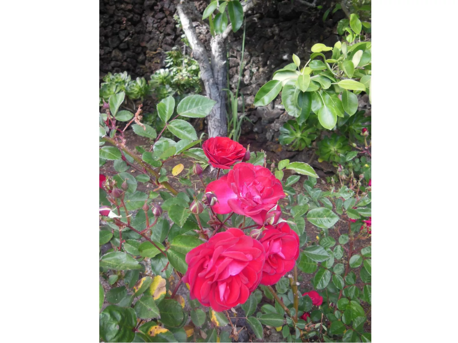 Traditionelles kanarisches Landhaus-Buiten