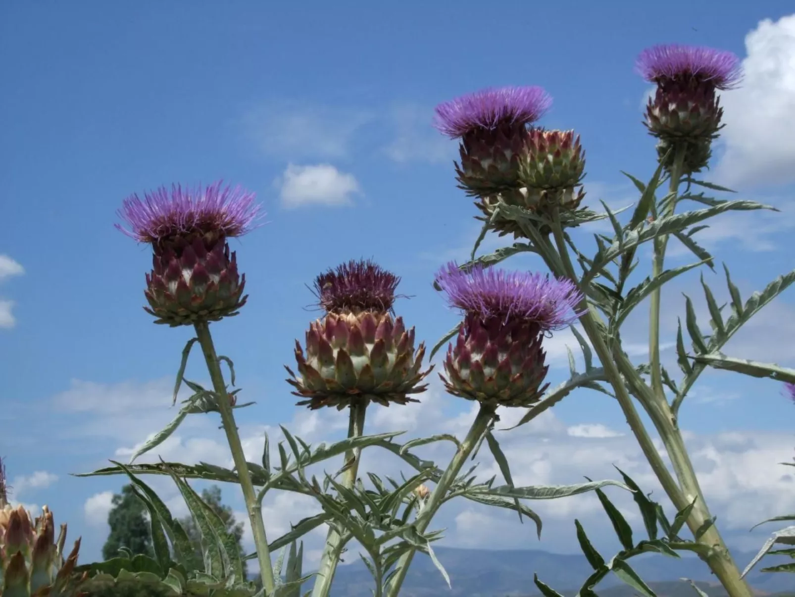 Gemütliches Ferienhaus in Tíjola mit Grill, Garten und Terrasse-Buiten