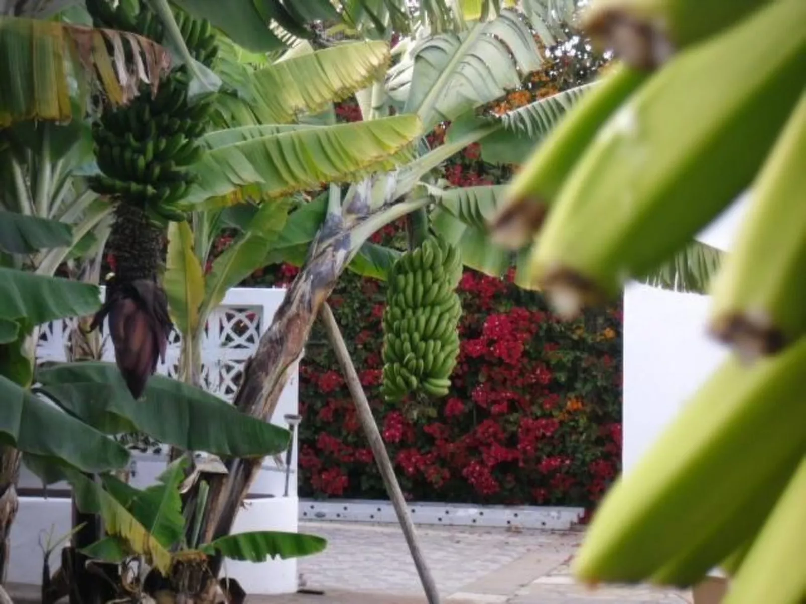 Familienanwesen von 60.000 m2 mit Schwimmbad-Buiten