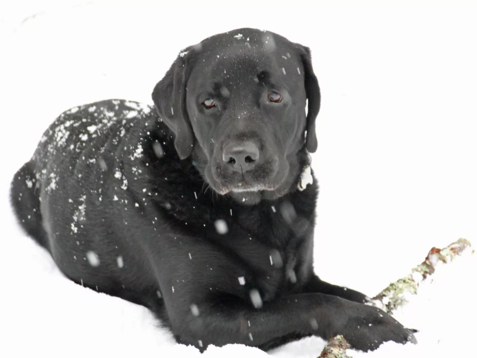 Chalet Gletscherfloh-Buiten