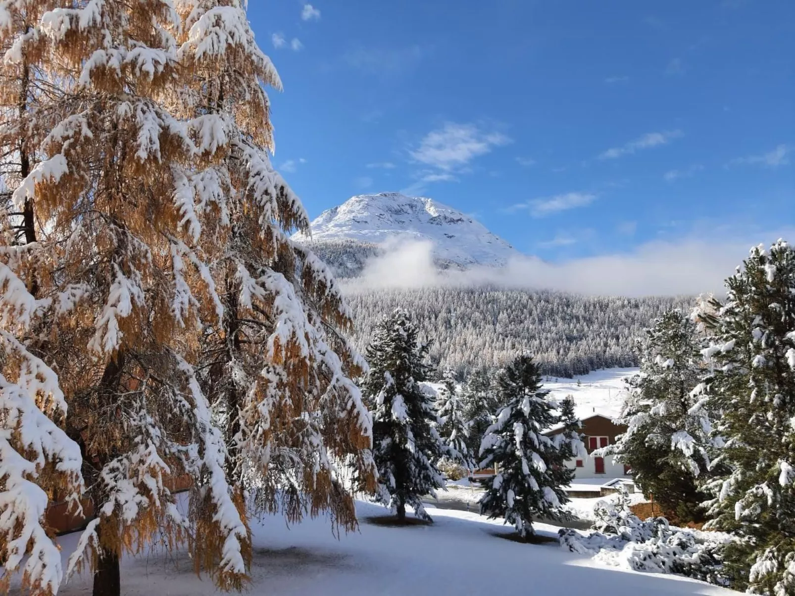 Chesa Azalea 3 klein-Image-tags.info