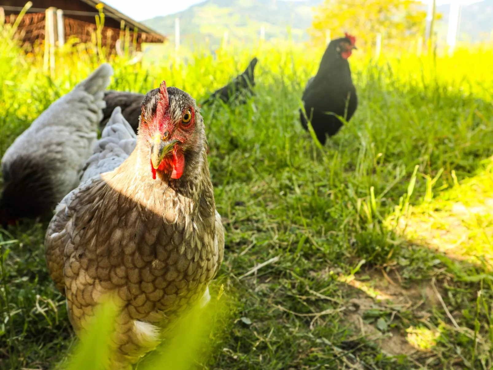 Biohof Langberg-Buiten