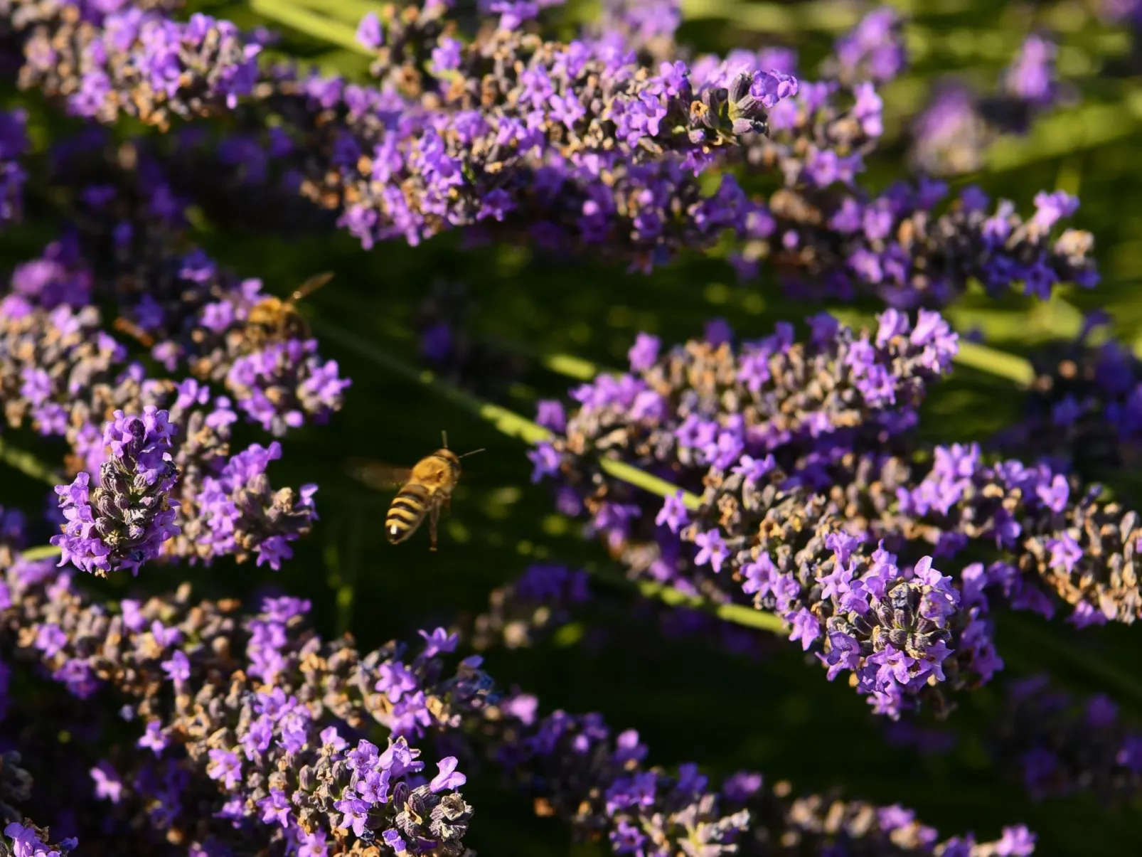 Dalmatinisches Landhaus Martin-Buiten