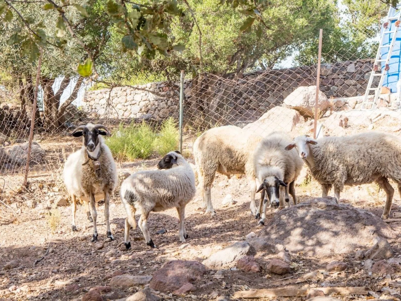 Assos Sivrice Gästehaus-Buiten