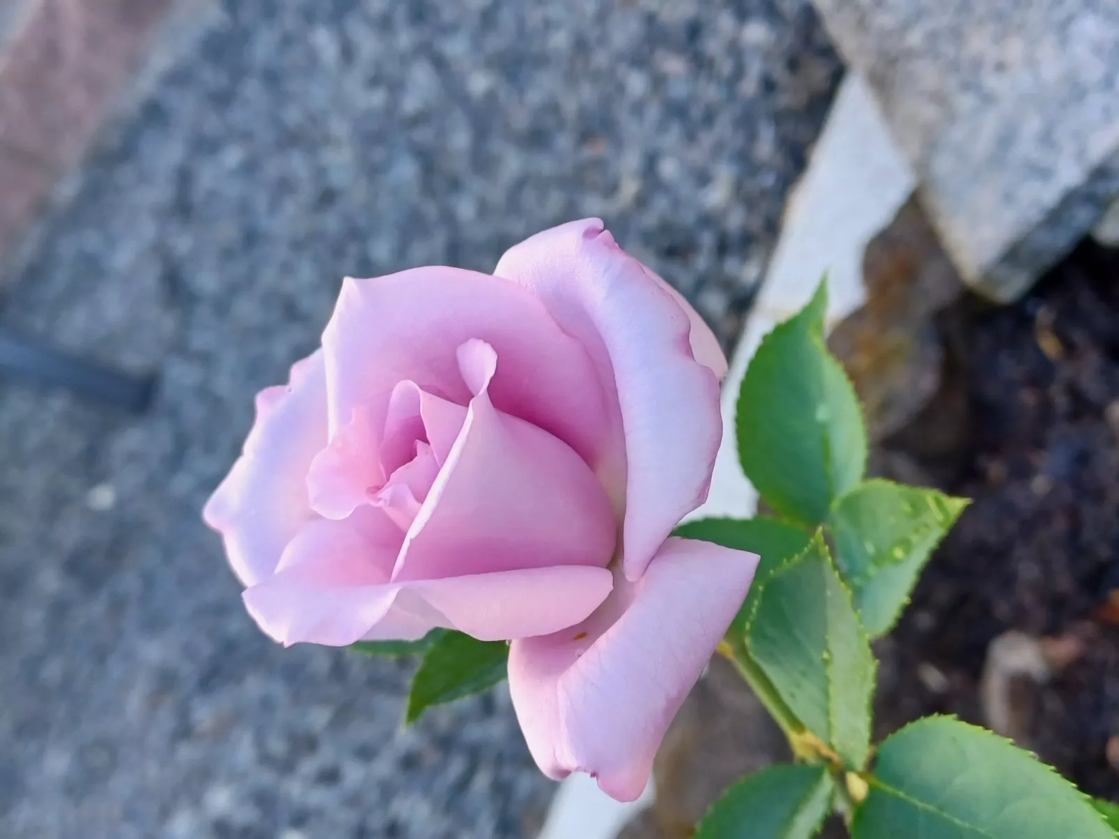 Monterosa in Baden-Baden-Buiten