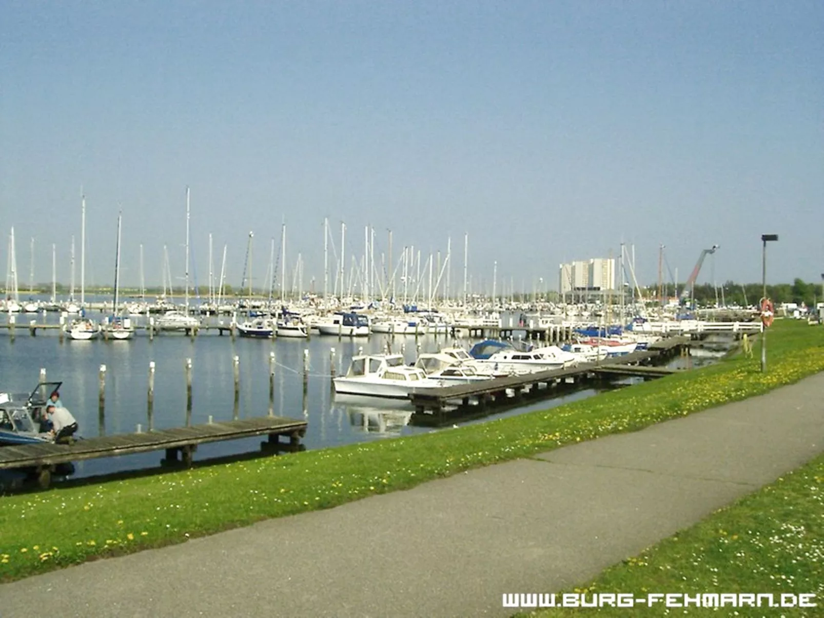 Zwergmöwe in Neue Tiefe-Buiten