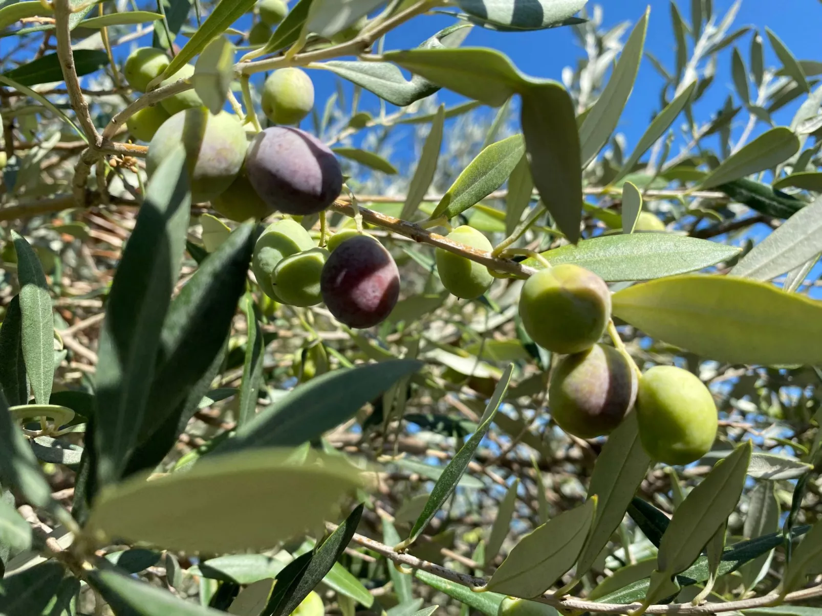 Großes Studio mit Terrasse mit Meerblick-Buiten