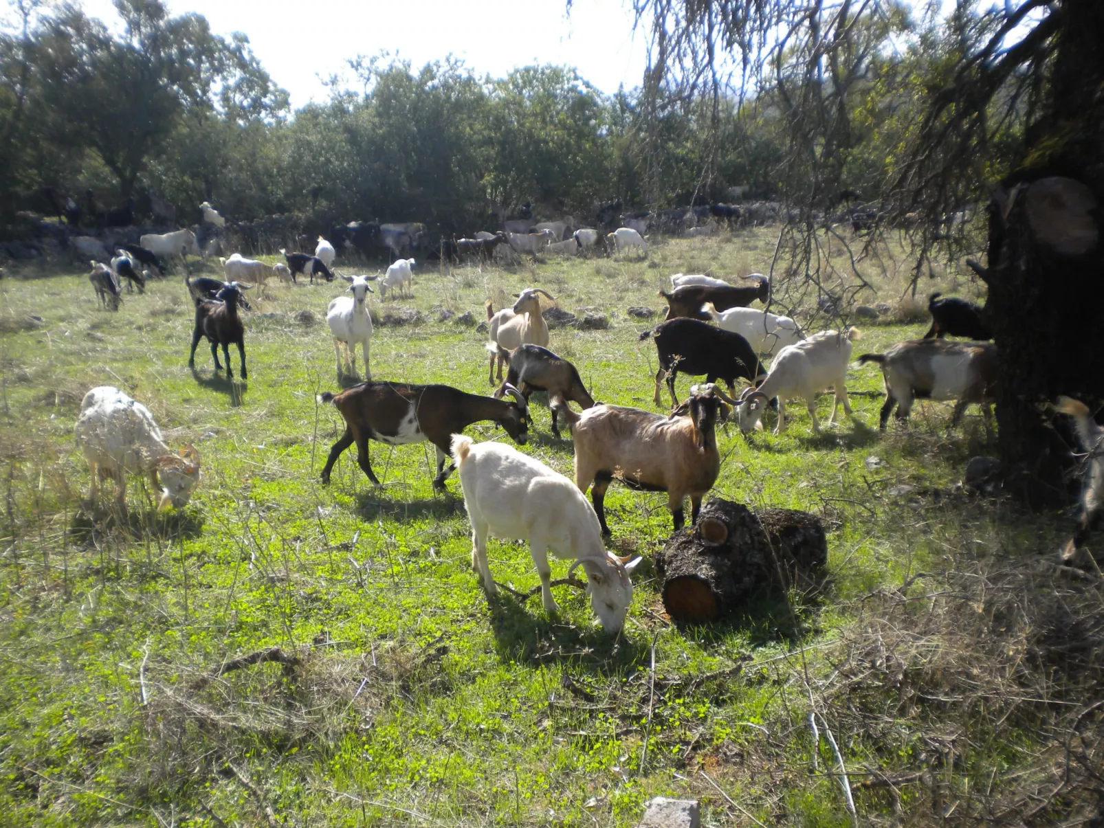 Steinhaus in Leonido mit Parkplatz-Buiten
