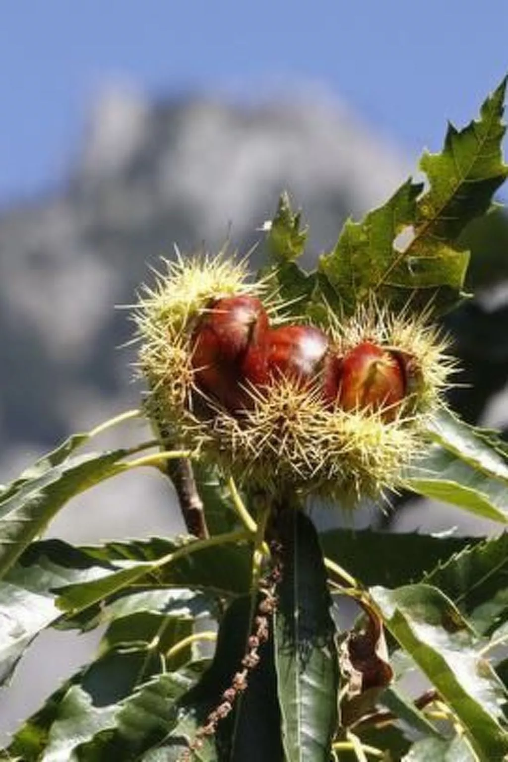 Mit Terrasse auf einem Bauernhof-Buiten