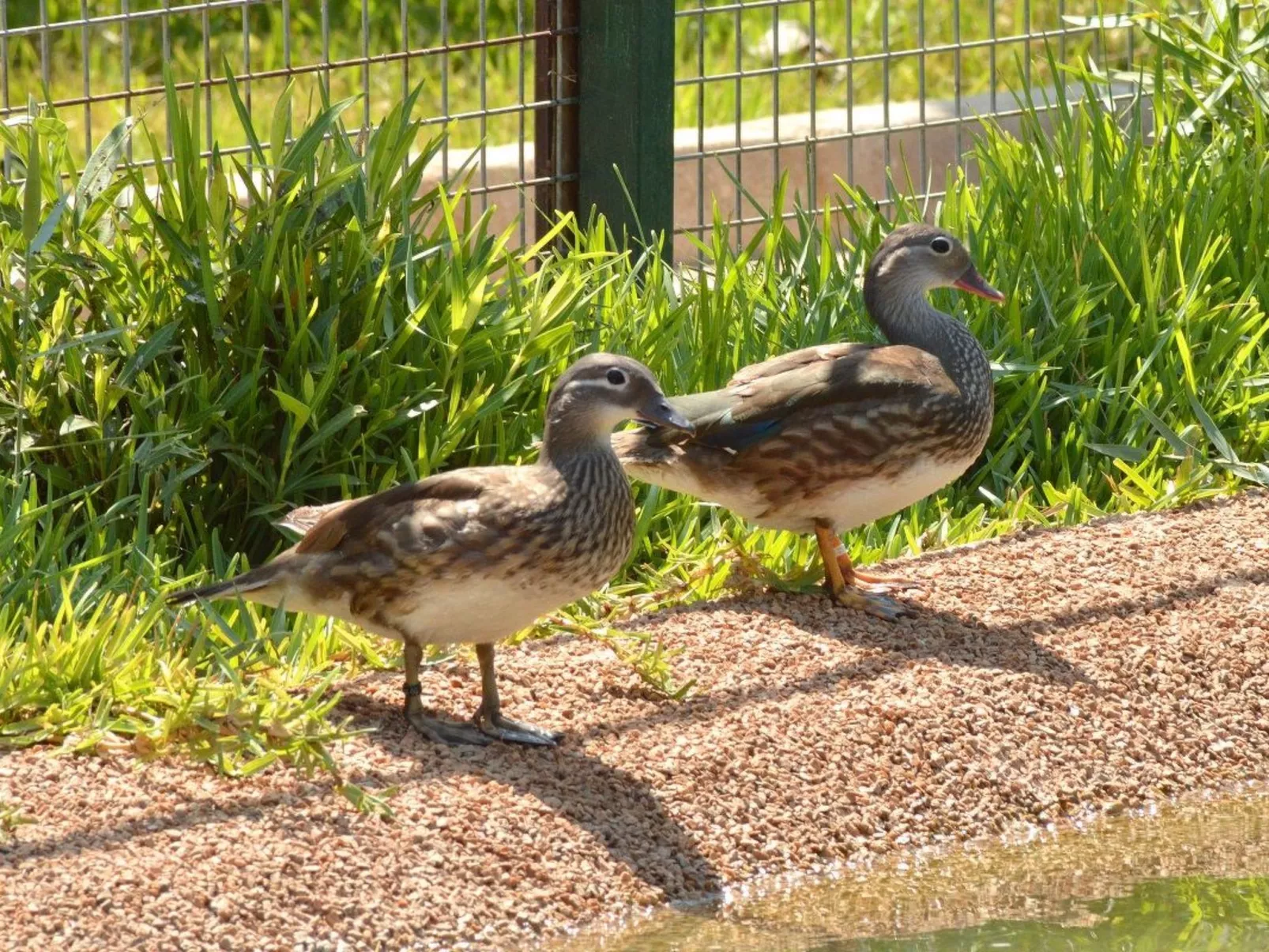 Almendros 7-Image-tags.info