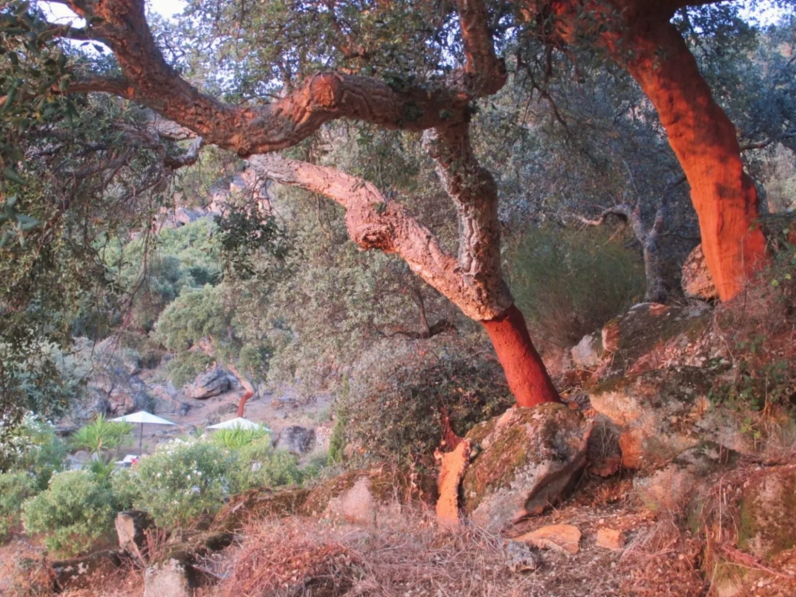 Das Cortijo auf der Finca al-manzil-Image-tags.info