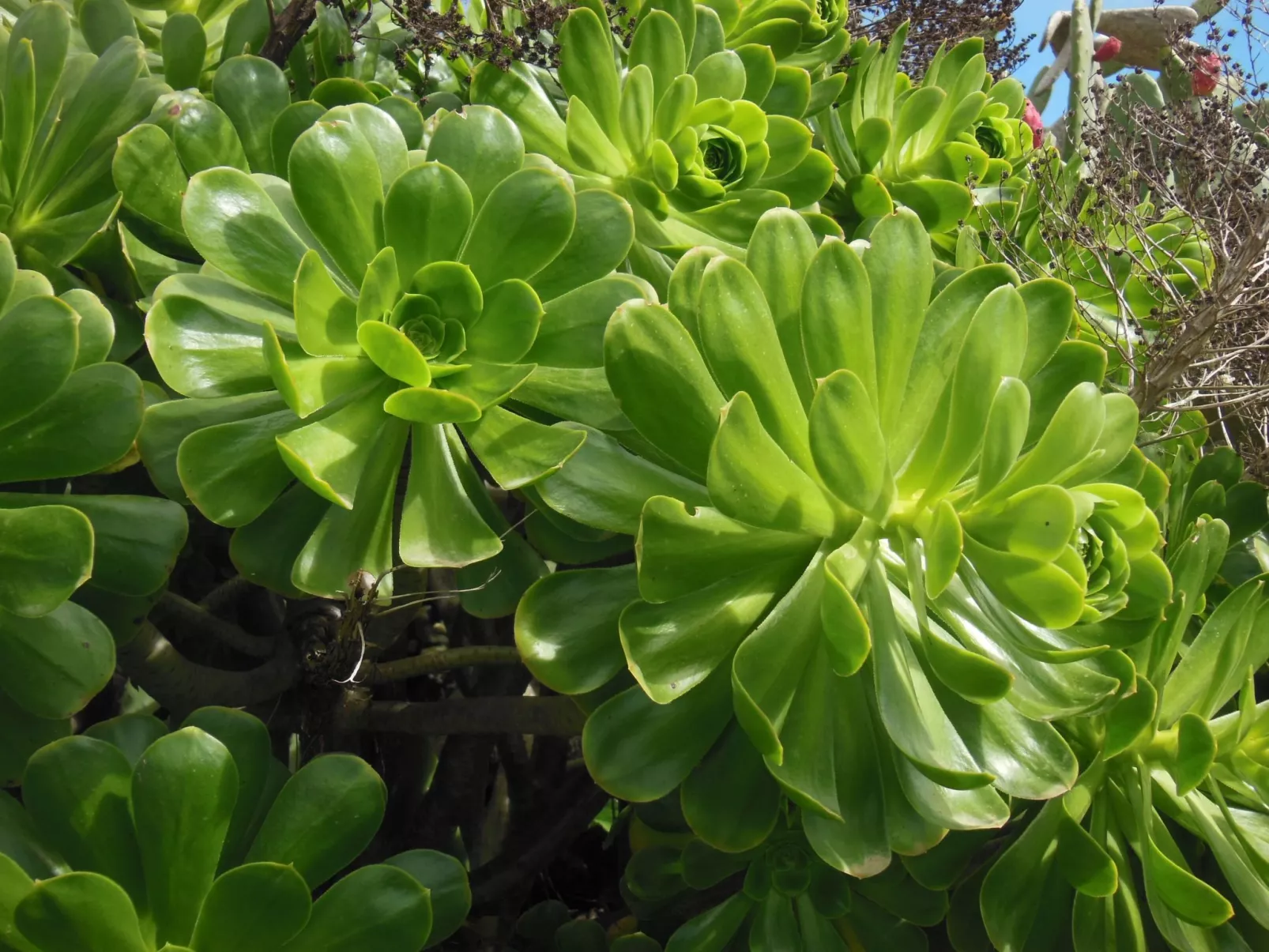 Traditionelles kanarisches Landhaus-Image-tags.info