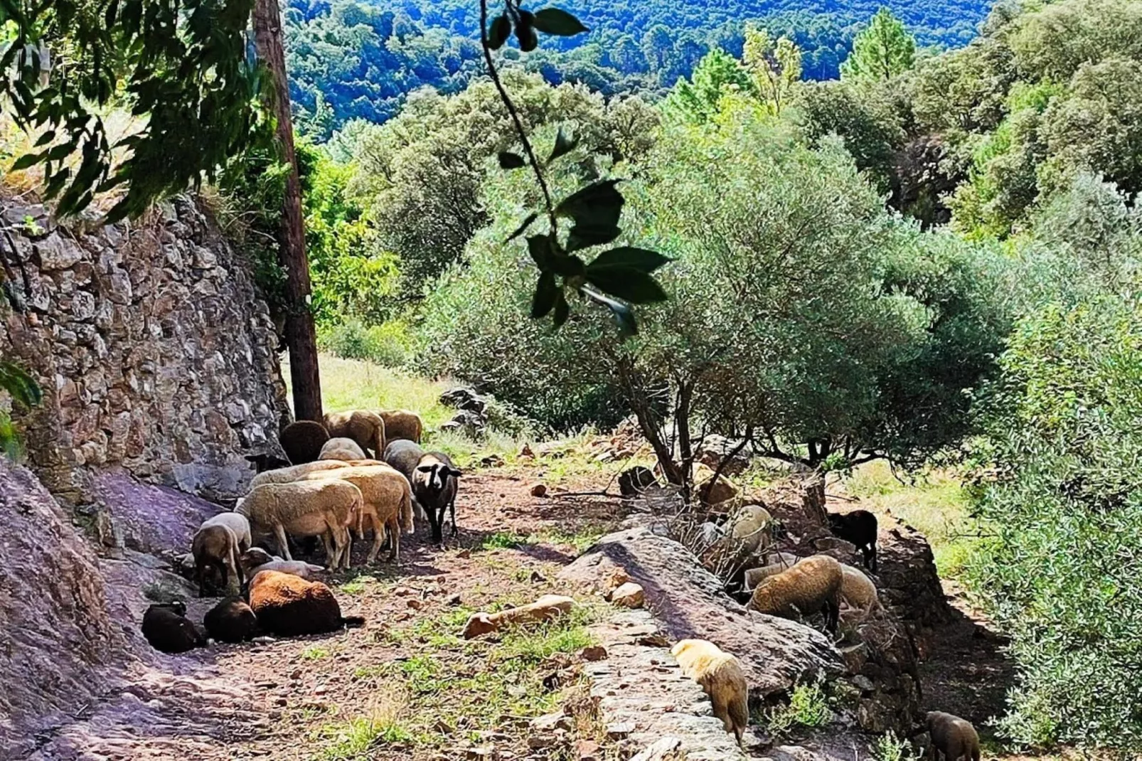 Mirabeau-Gebieden zomer 5km