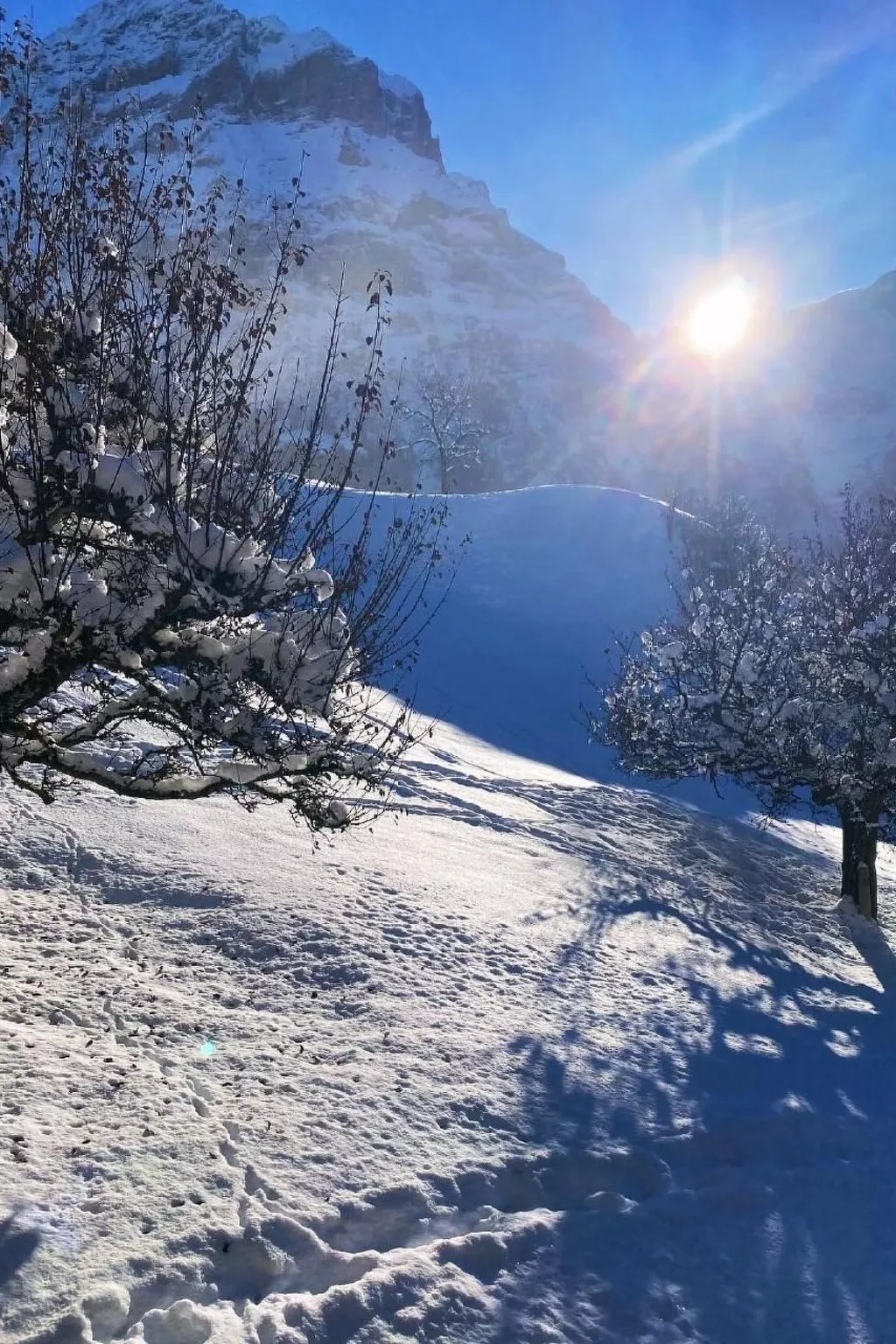 Abegglen-Image-tags.info