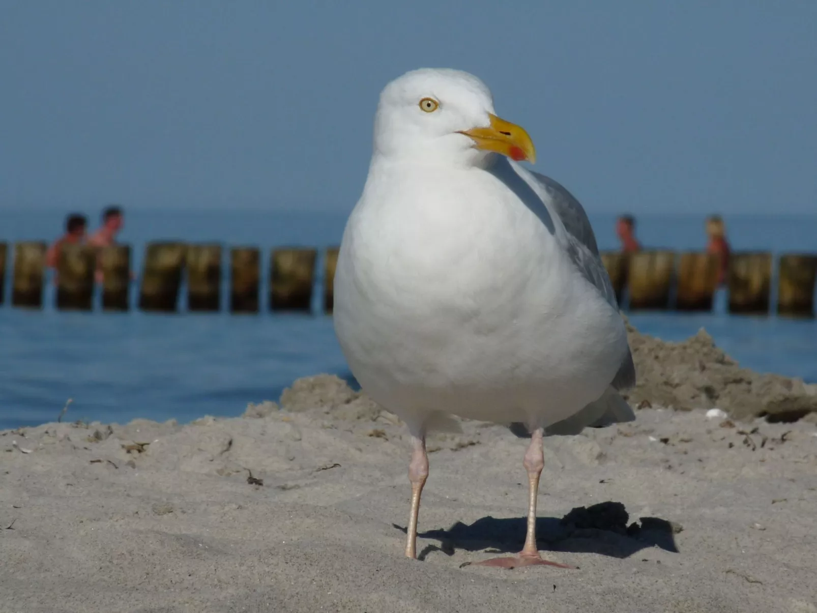 Janet Ratschkowski-Buiten