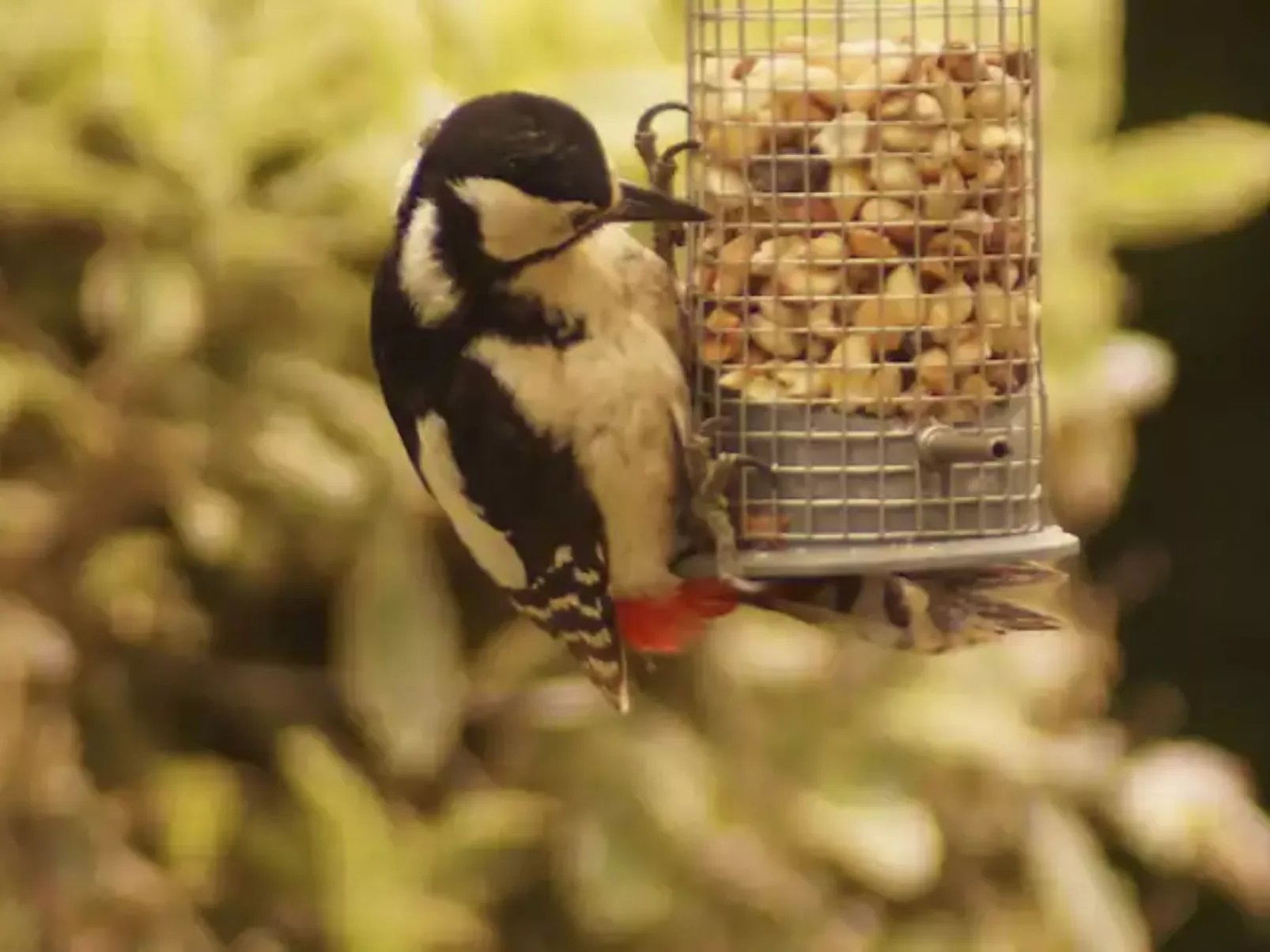 Idyllisches,haustierfreundliches Landhaus Lavender-Image-tags.info