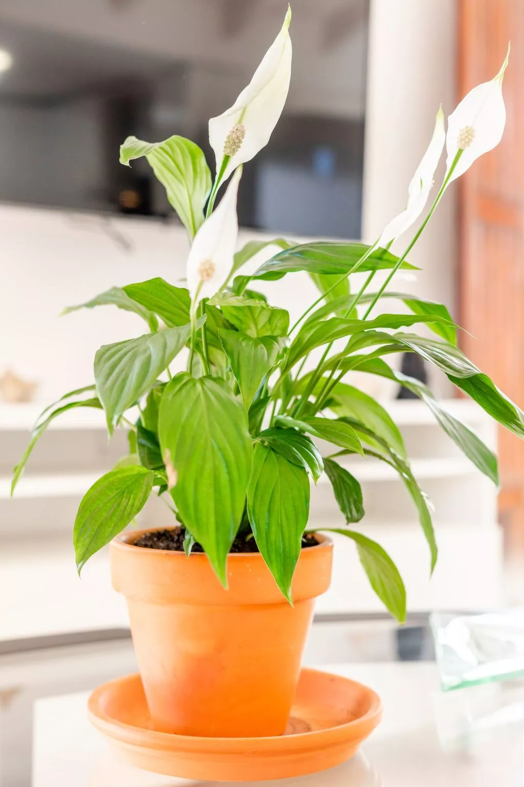 Appartement in Tavira mit Terrasse-Binnen