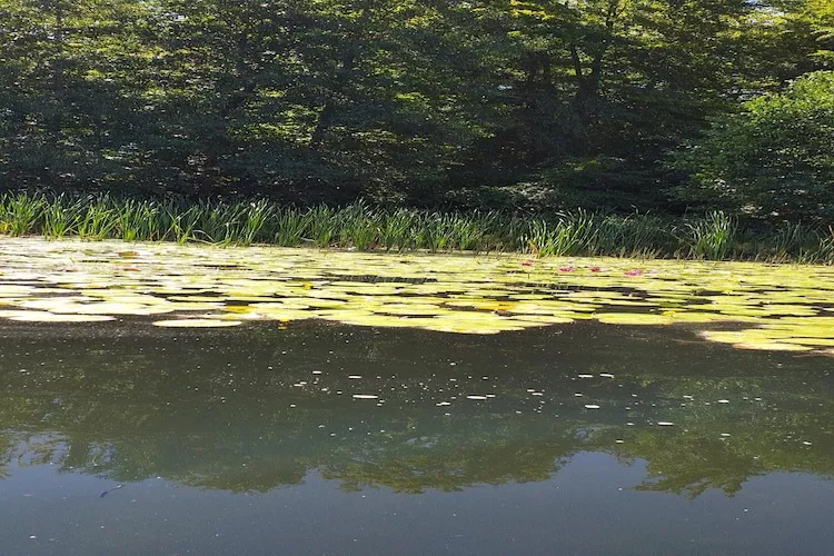 Dom nad jeziorem Mausz Parchowo-Gebieden zomer 1km