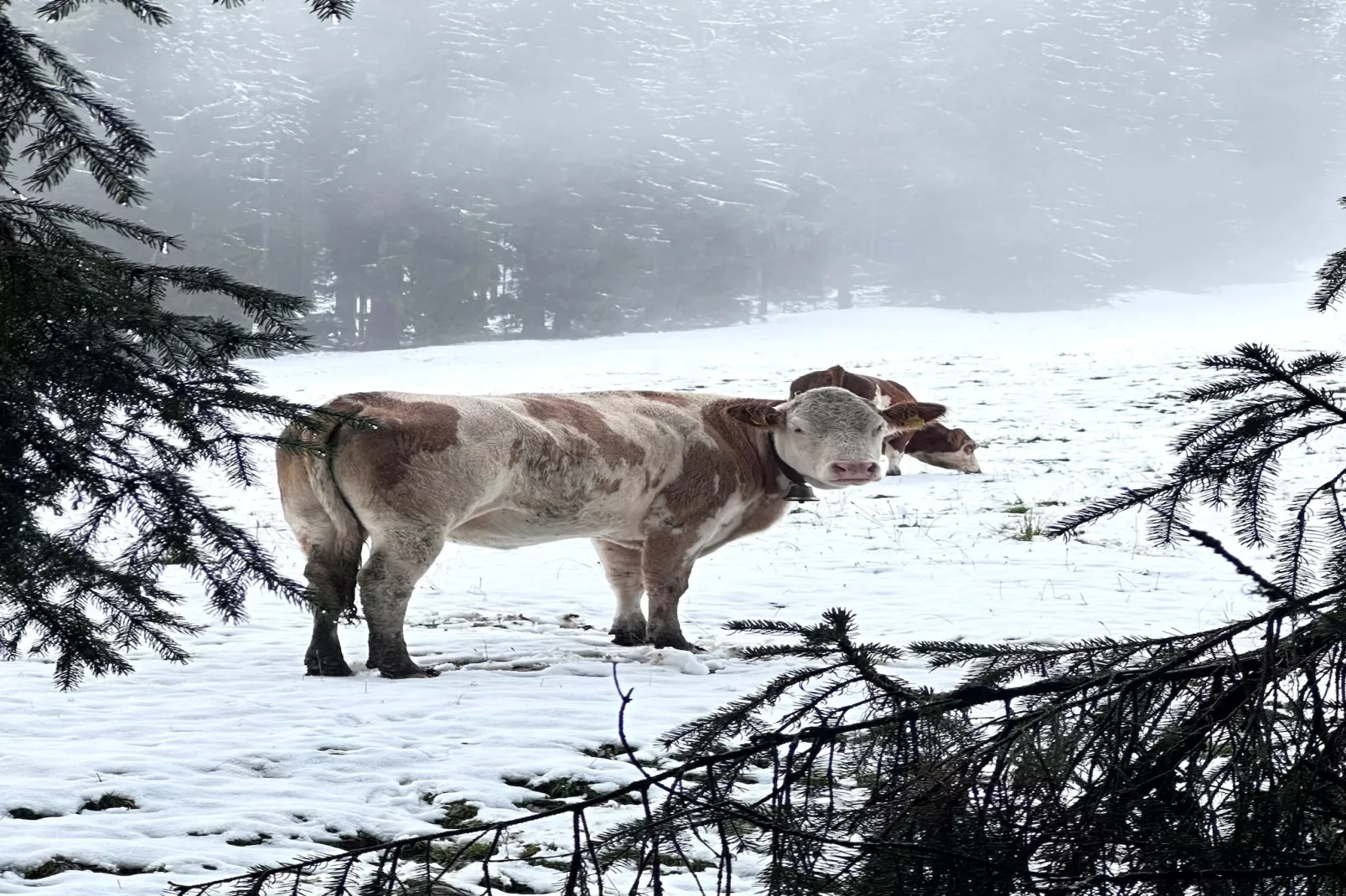 Chalet Elisabeth-Exterieur winter