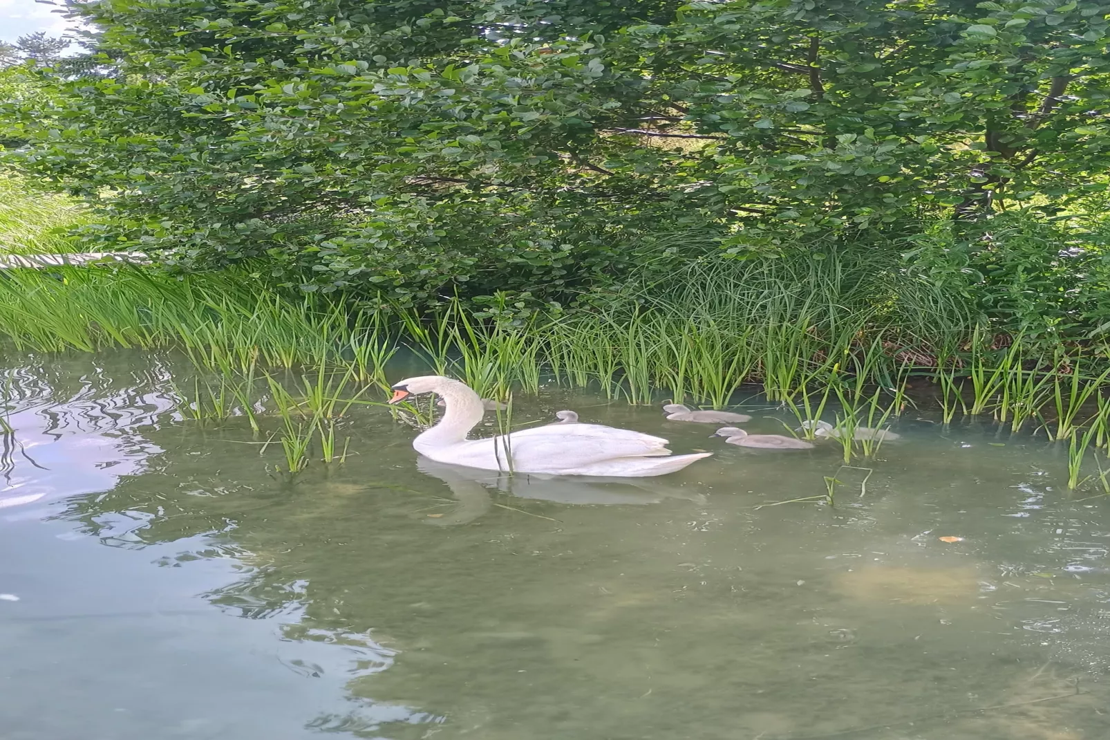 Dom nad jeziorem Mausz Parchowo-Gebieden zomer 1km