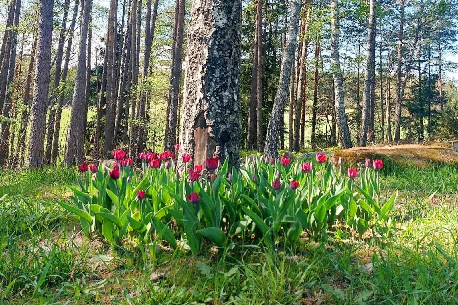 5 Personen vakantie huis in Knutby