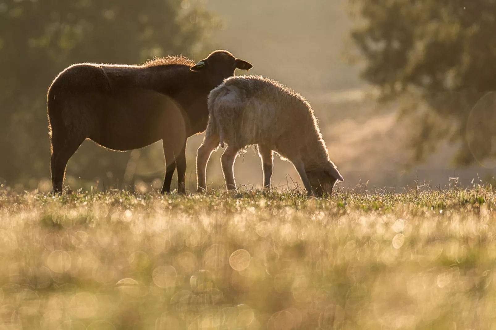 Le petit Nichoir-Gebieden zomer 1km