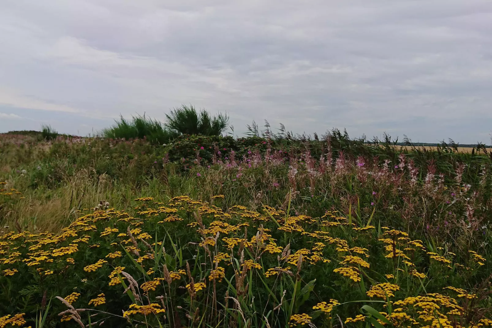 8 persoons vakantie huis in Skjern-By Traum - Niet-getagd
