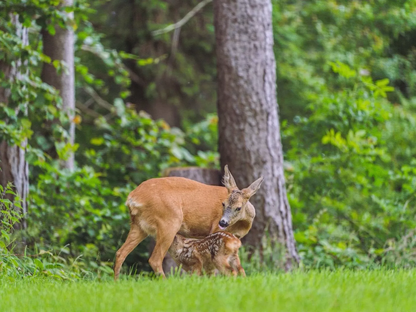 "Auli" - 125m from the sea-Buiten