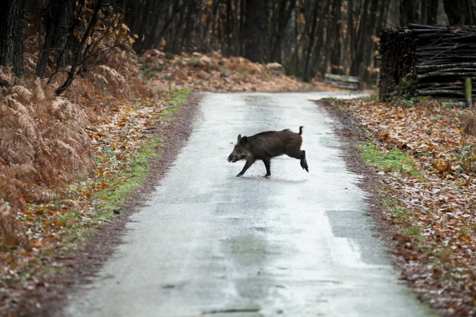 Le petit Nichoir-Gebieden zomer 1km