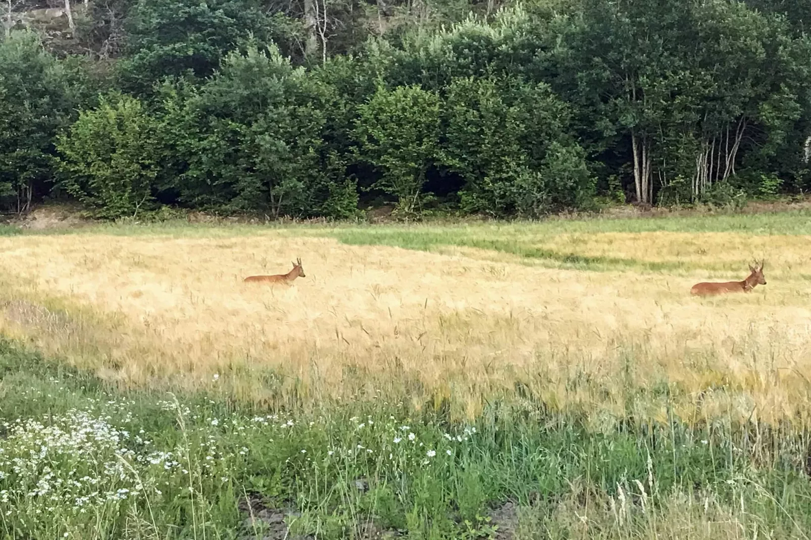 6 Personen vakantie huis in HUNNEBOSTRAND - Buitenlucht