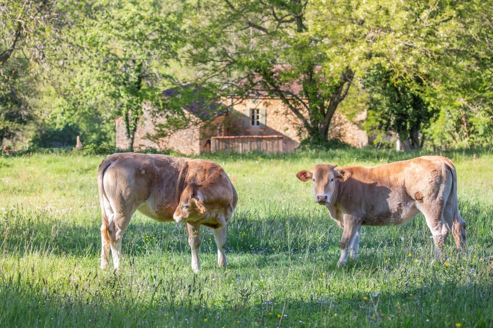 Le petit Nichoir-Gebieden zomer 1km