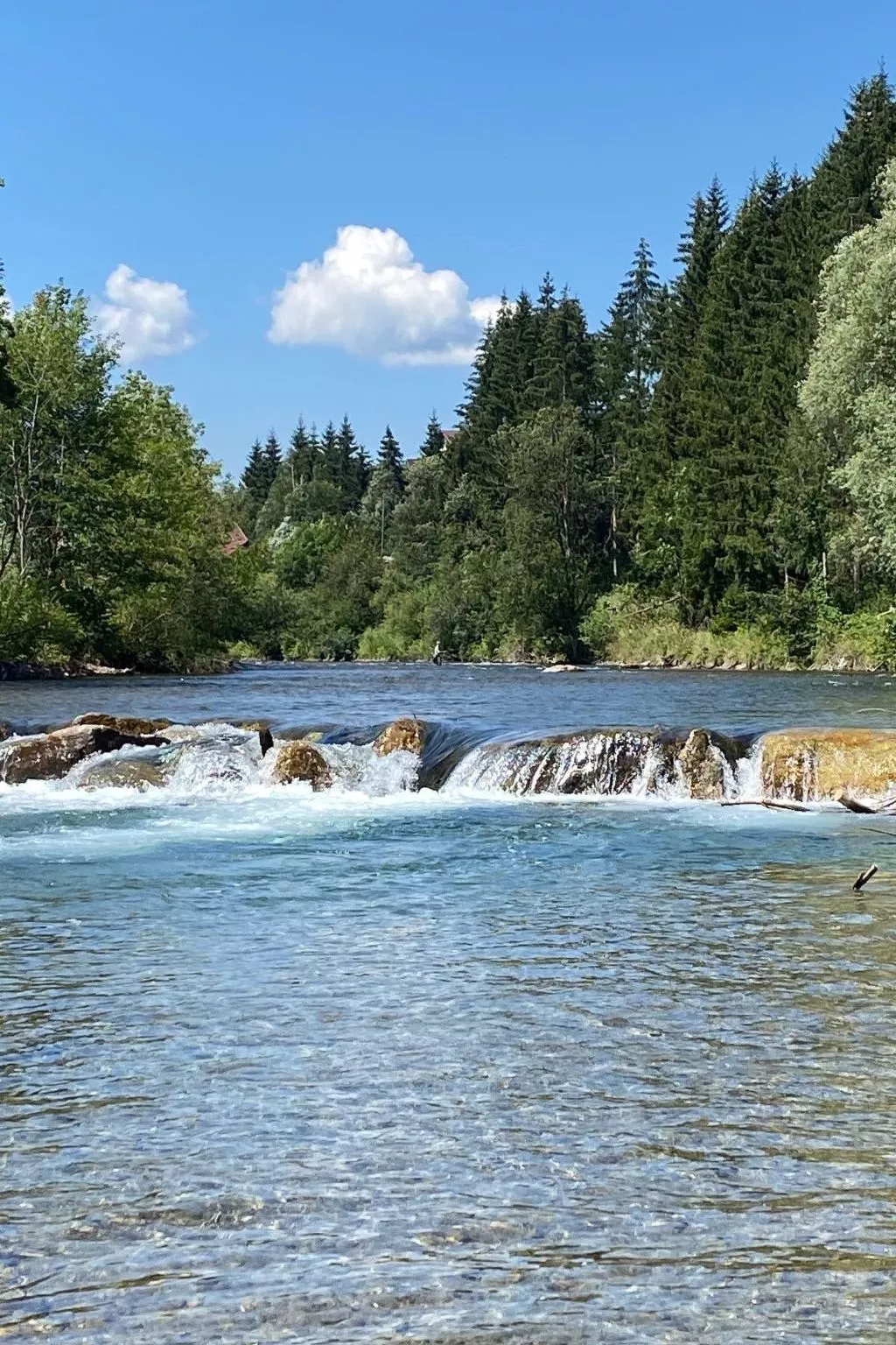 Fliegender Hirsch - Image-tags.info