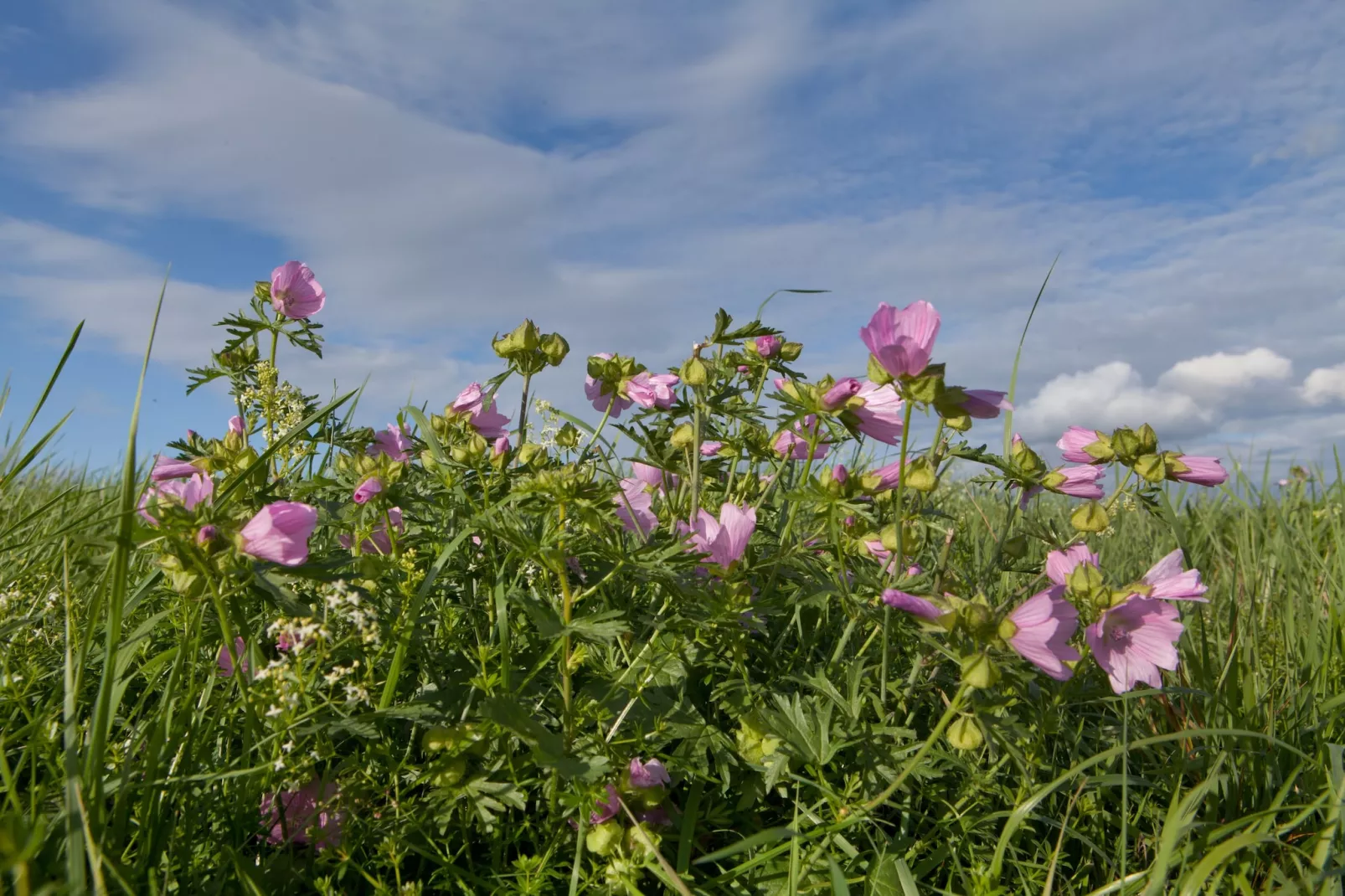 Studio 2P - Basic - Gebieden zomer 5km